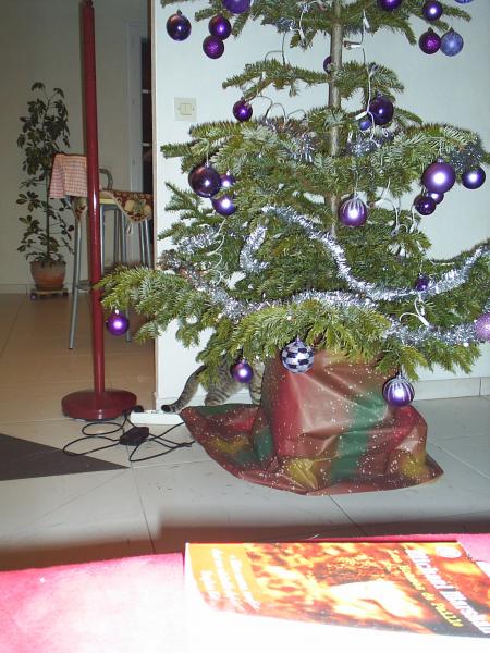 Mais qui se cache derrière le sapin? ...