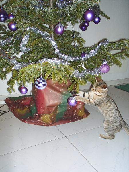 ... C'est CLIO, le chat de mon Grand-père 