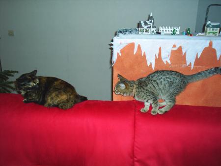Ah les chats!!!